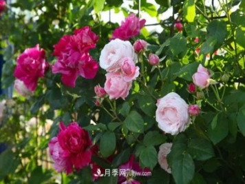 园林绿化月季设计小课堂