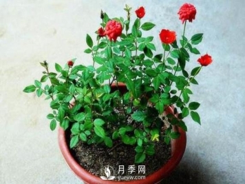 盆栽花卉哪些枝条需要修剪？