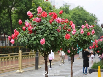 月季月月开花十字诀