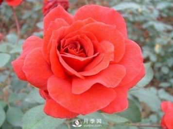 大花月季经典品种----绯扇