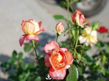 红土是否可以拿来栽种月季？