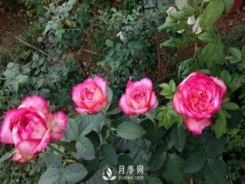 盆栽月季花，应该如何养殖呢