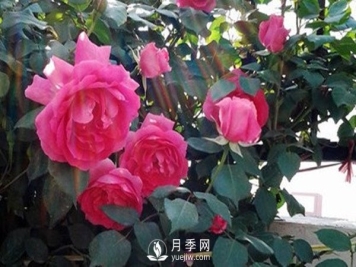 月季花几月份栽培适宜？