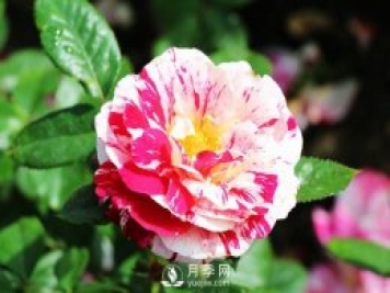 说愁月季Scentimental推荐