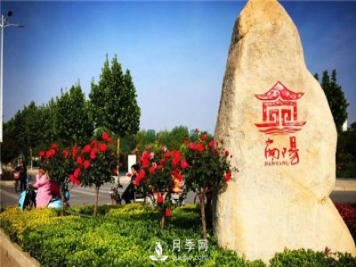 以花为媒——南阳月季享誉四海