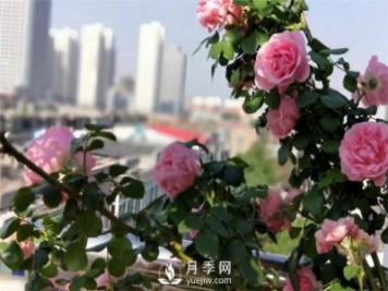 一年开三季的月季花，装扮我的阳台