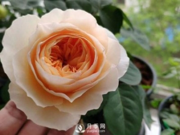 切花朱丽叶月季，仙气十足，优点多多，值得养护的切花月季