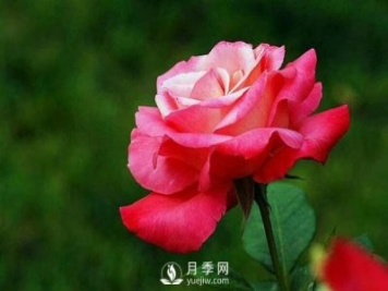 月季花怎么养可以月月爆盆？