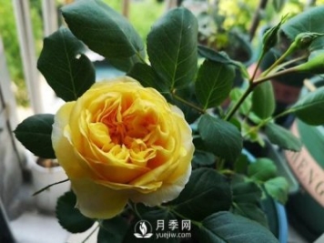 盆栽月季树皮放多了影响生根吗？来告诉你正确做法