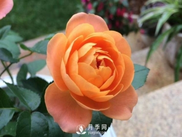 看到我修剪月季，邻居说种月季多会破财，建议全砍掉