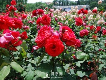 春季苗木施肥养护管理方法