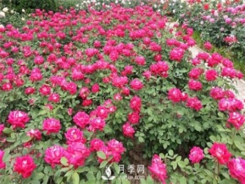 南阳月季种植基地整理分享月季扦插的小方法