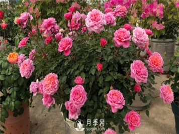 推荐10个阳台月季品种，小阳台的微型月季清单