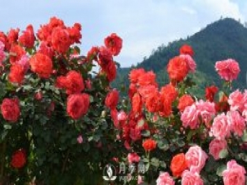 月季和玫瑰的区别是什么？