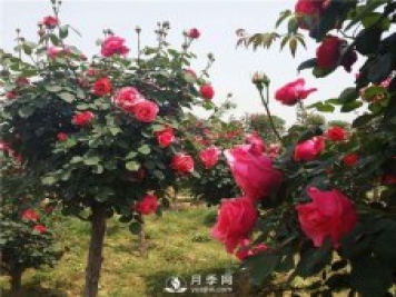 树状月季的简单移植和白粉虱的防治教你如何操作