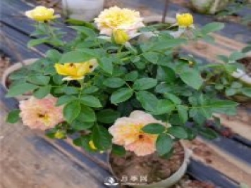 南阳月季种植的常识
