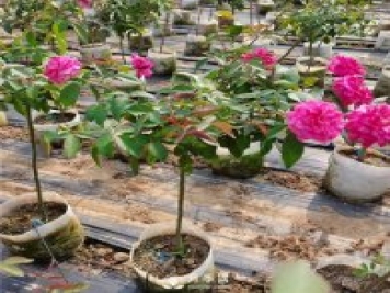盆栽月季树种植过程中可能涉及到的问题有哪些呢？