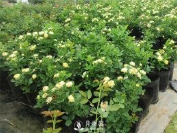 哪种土壤适合种植月季？