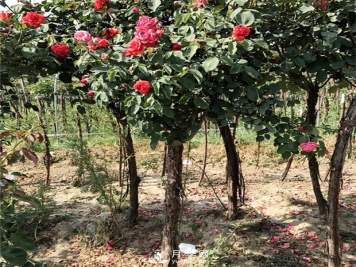 盆栽月季树花期、化后、秋冬季、老根如何修剪？