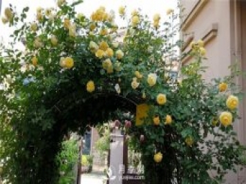 庭院如何选择月季品种？