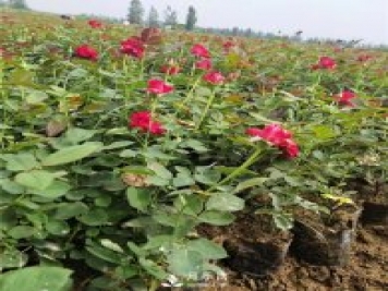 月季网告诉你盆栽月季的室内摆设与装饰