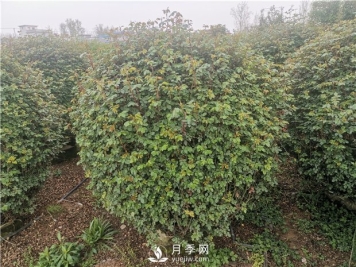 月季网告诉你南北方月季种植有什么注意点？