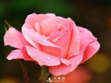 有人说养月季破财，月季适合家里养吗？