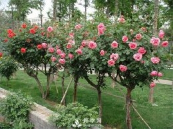 树状月季哪家好？