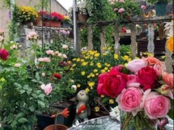 一片月季花的露台世界，生活快乐幸福着