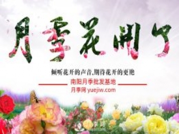 来了解下月季栽培的历史