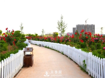 跟着高杆月季厂家来看看月季的繁殖