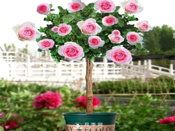 南阳树状月季怎么培育，快速培育南阳树状月季