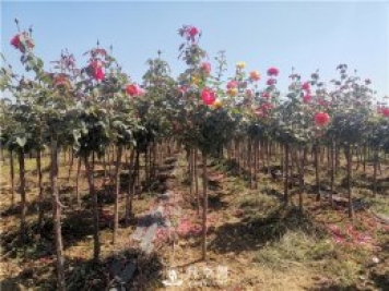 南阳树状月季怎么培育 常用的月季扦插方法