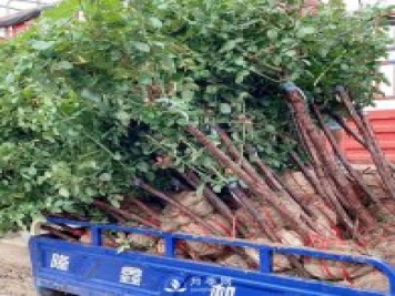 树状月季价格常用的月季扦插方法 冬季怎么管理月季