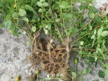 如何给月季小苗上盆和养护呢？