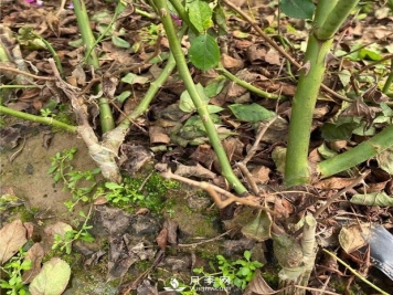 月季扦插有哪些方法 养好盆花月季的方法