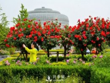 南阳树状月季的优势有哪些 月季施肥注意事项有哪些