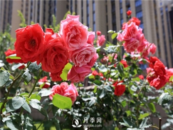 月季叶面施肥注意事项 南阳月季树如何嫁接易成活