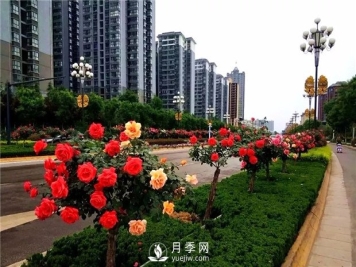 月季花有哪些作用 怎么养好盆花月季