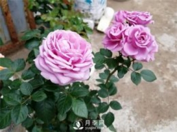 水星王阳台月季，必须要养的阳台盆栽月季花