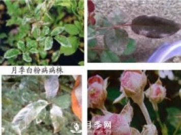 立秋己过 养护月季呢？看过来了