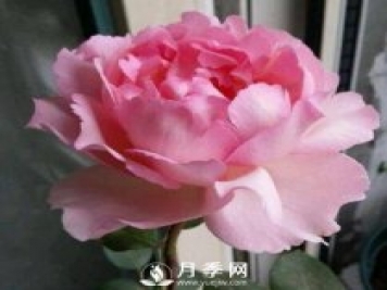 贵族香水，艳压群芳香味浓的月季