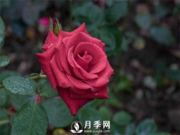 月季的肥水管理和虫害防治看这里