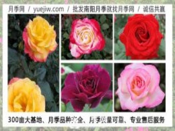 月季在什么温度下可以施肥？月季一年四季都可以施肥