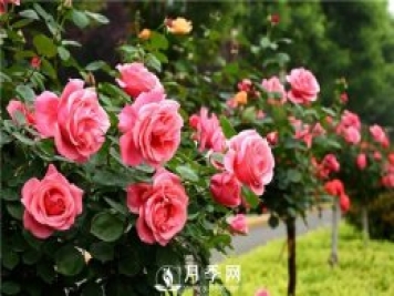 跟大家介绍月季这种花卉植物