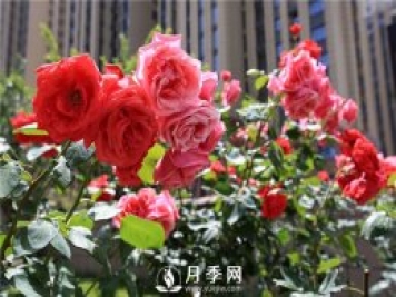 冬季月季花可以施肥吗？