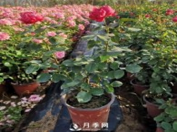 在家种盆微型月季，闲暇时一边赏花一边闻香，岂不美哉