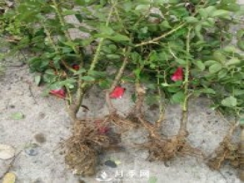 月季剪了，枝条能不能扦插？