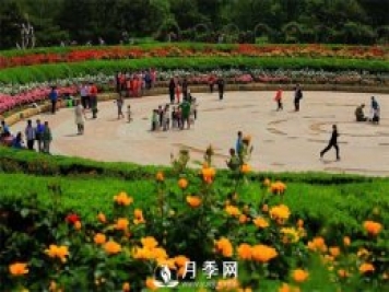 没有了月季花，再怎么美丽的城市，都只是一座空城