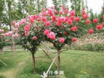 干货！史上全面苗木嫁接方法总结